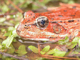 The California red-legged frog (Rana draytonii). Photo by G. Fellers, USGS Western Ecological Research Center.